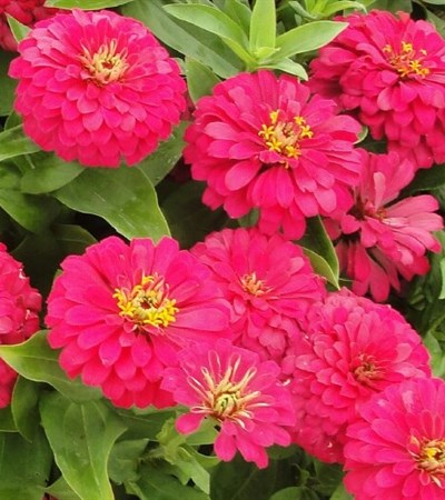 Zinnia Magellan Cherry